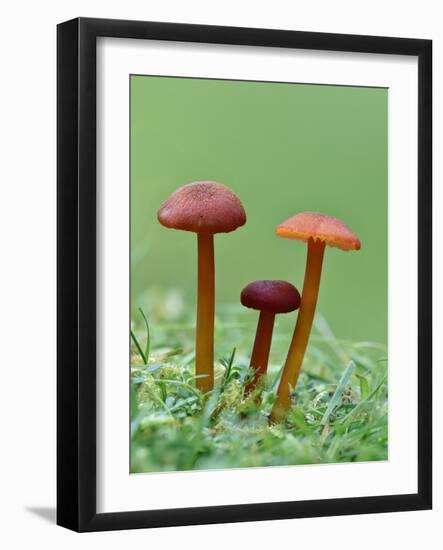 Vermillion Waxcap Group of three toadstools, England-Andy Sands-Framed Photographic Print