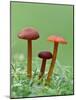 Vermillion Waxcap Group of three toadstools, England-Andy Sands-Mounted Photographic Print