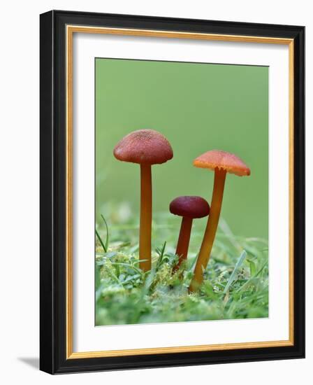 Vermillion Waxcap Group of three toadstools, England-Andy Sands-Framed Photographic Print