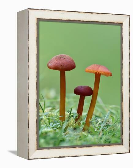 Vermillion Waxcap Group of three toadstools, England-Andy Sands-Framed Premier Image Canvas