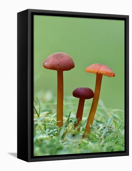 Vermillion Waxcap Group of three toadstools, England-Andy Sands-Framed Premier Image Canvas