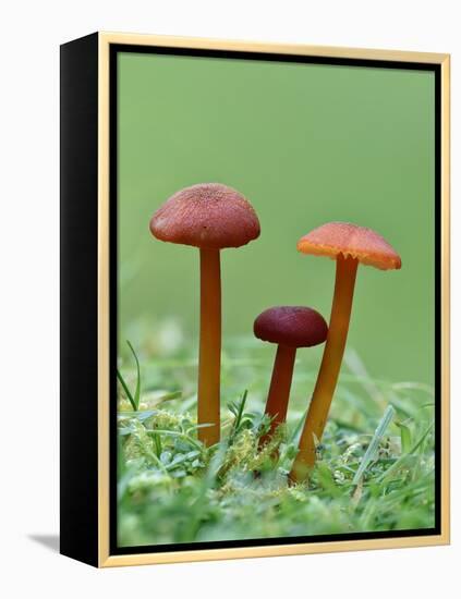 Vermillion Waxcap Group of three toadstools, England-Andy Sands-Framed Premier Image Canvas