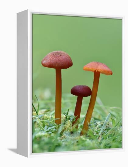 Vermillion Waxcap Group of three toadstools, England-Andy Sands-Framed Premier Image Canvas