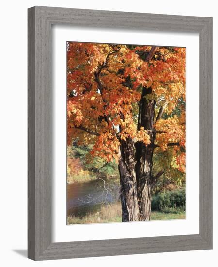 Vermont, a Sugar Maple Tree, Acer Saccharum-Christopher Talbot Frank-Framed Photographic Print