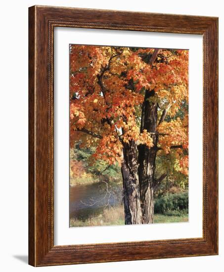 Vermont, a Sugar Maple Tree, Acer Saccharum-Christopher Talbot Frank-Framed Photographic Print