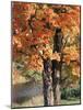 Vermont, a Sugar Maple Tree, Acer Saccharum-Christopher Talbot Frank-Mounted Photographic Print