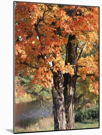 Vermont, a Sugar Maple Tree, Acer Saccharum-Christopher Talbot Frank-Mounted Photographic Print