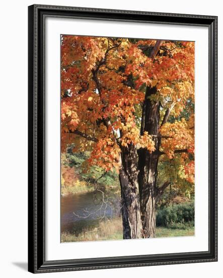 Vermont, a Sugar Maple Tree, Acer Saccharum-Christopher Talbot Frank-Framed Photographic Print