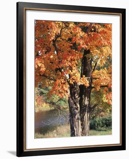 Vermont, a Sugar Maple Tree, Acer Saccharum-Christopher Talbot Frank-Framed Photographic Print