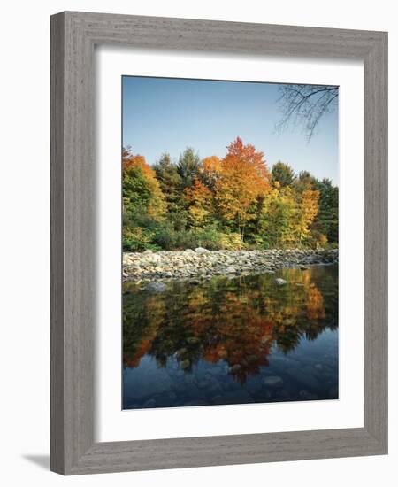 Vermont, Autumn Colors of Sugar Maple Trees Along a Stream-Christopher Talbot Frank-Framed Photographic Print