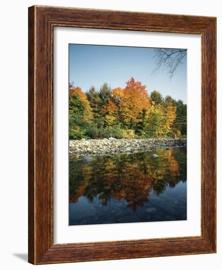 Vermont, Autumn Colors of Sugar Maple Trees Along a Stream-Christopher Talbot Frank-Framed Photographic Print