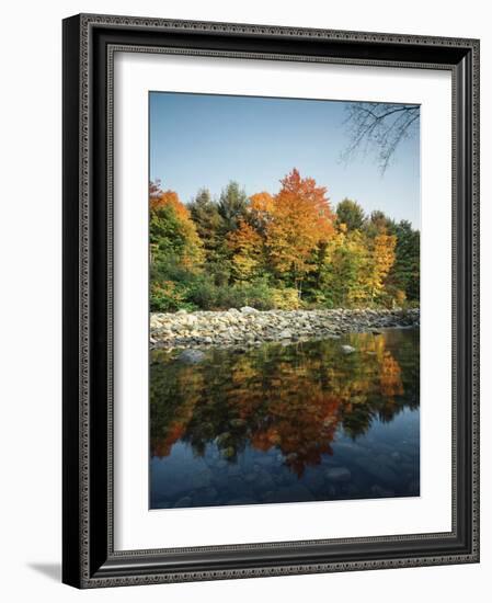 Vermont, Autumn Colors of Sugar Maple Trees Along a Stream-Christopher Talbot Frank-Framed Photographic Print