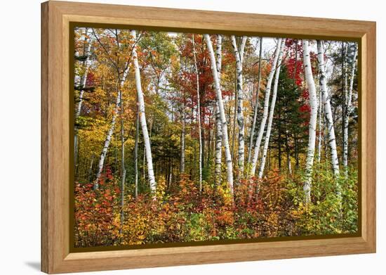 Vermont Birches-Larry Malvin-Framed Premier Image Canvas