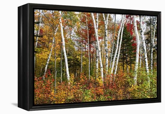 Vermont Birches-Larry Malvin-Framed Premier Image Canvas