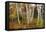 Vermont Birches-Larry Malvin-Framed Premier Image Canvas