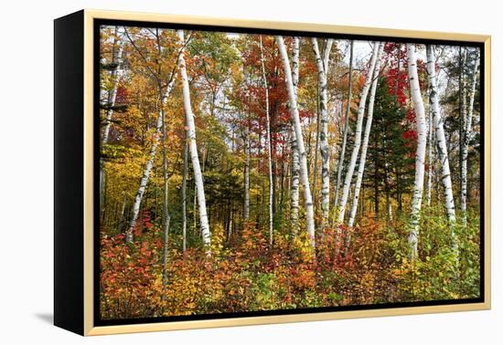Vermont Birches-Larry Malvin-Framed Premier Image Canvas