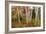 Vermont Birches-Larry Malvin-Framed Photographic Print