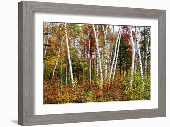 Vermont Birches-Larry Malvin-Framed Photographic Print