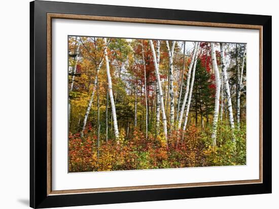 Vermont Birches-Larry Malvin-Framed Photographic Print