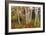 Vermont Birches-Larry Malvin-Framed Photographic Print