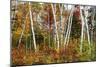 Vermont Birches-Larry Malvin-Mounted Photographic Print