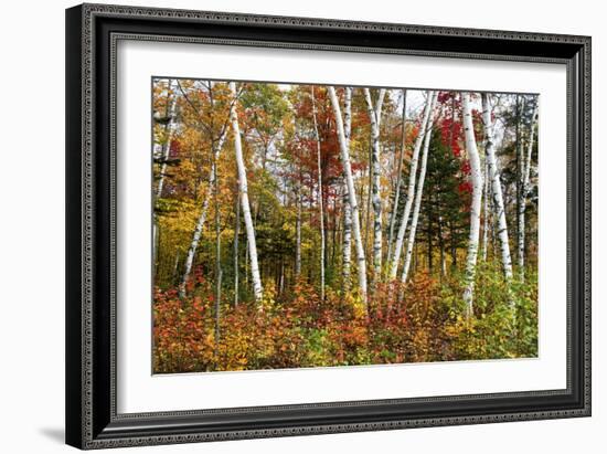 Vermont Birches-Larry Malvin-Framed Photographic Print