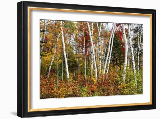 Vermont Birches-Larry Malvin-Framed Photographic Print