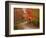 Vermont Country Road in Fall, USA-Charles Sleicher-Framed Photographic Print