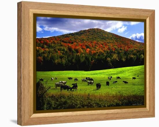 Vermont Cows-Jody Miller-Framed Premier Image Canvas