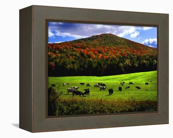 Vermont Cows-Jody Miller-Framed Premier Image Canvas