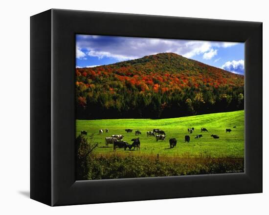 Vermont Cows-Jody Miller-Framed Premier Image Canvas