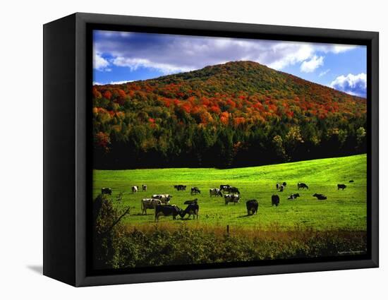 Vermont Cows-Jody Miller-Framed Premier Image Canvas