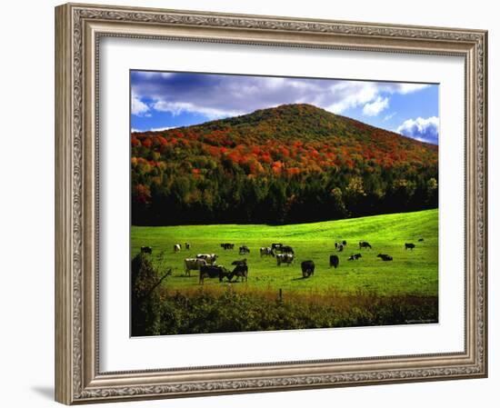 Vermont Cows-Jody Miller-Framed Photographic Print