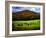 Vermont Cows-Jody Miller-Framed Photographic Print