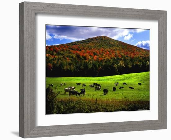 Vermont Cows-Jody Miller-Framed Photographic Print