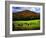 Vermont Cows-Jody Miller-Framed Photographic Print