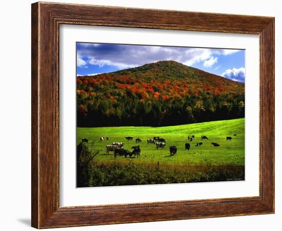 Vermont Cows-Jody Miller-Framed Photographic Print