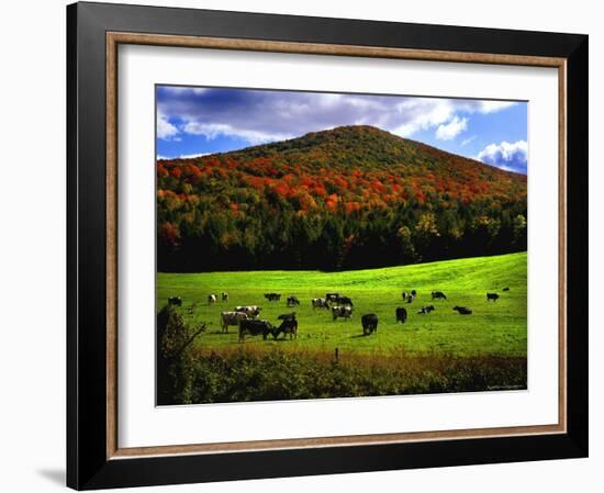 Vermont Cows-Jody Miller-Framed Photographic Print