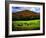 Vermont Cows-Jody Miller-Framed Photographic Print