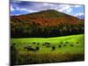 Vermont Cows-Jody Miller-Mounted Photographic Print