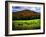 Vermont Cows-Jody Miller-Framed Photographic Print