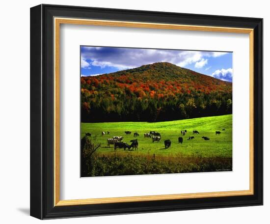 Vermont Cows-Jody Miller-Framed Photographic Print