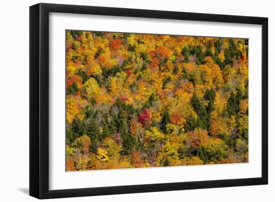 Vermont's Glory-Brenda Petrella Photography LLC-Framed Giclee Print