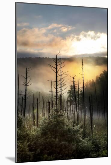 Vermont Swamp at Sunrise-Stephen Goodhue-Mounted Photographic Print