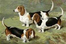 Three Varieties of Dachshund, Smooth Red and Black-And-Tan-Vero Shaw-Art Print