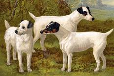 Yorkshire Terrier, Italian Greyhound and Pug-Vero Shaw-Art Print