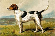 Yorkshire Terrier, Italian Greyhound and Pug-Vero Shaw-Framed Art Print