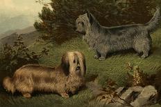 Yorkshire Terrier, Italian Greyhound and Pug-Vero Shaw-Art Print