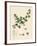 Veronica Agrestis Green Procumbent Speedwell-null-Framed Giclee Print