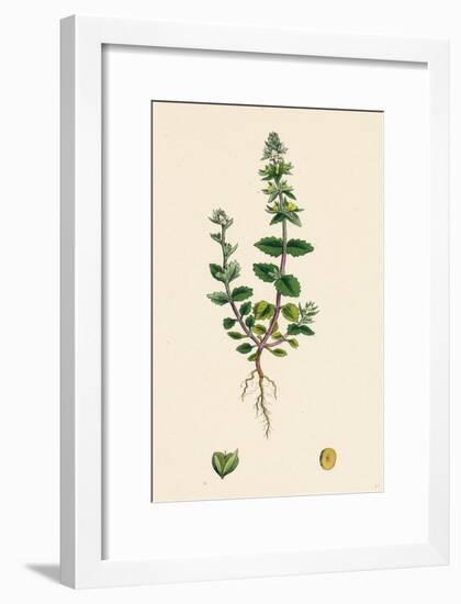Veronica Arvensis Wall Speedwell-null-Framed Giclee Print